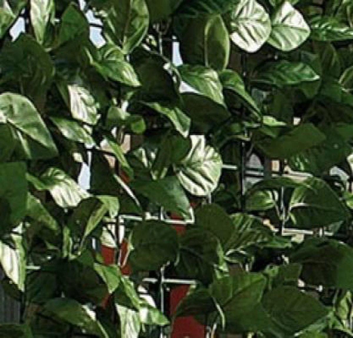 Intergard Tuinscherm Kunsthaag - 1.5 X 3 M - Afbeelding 4