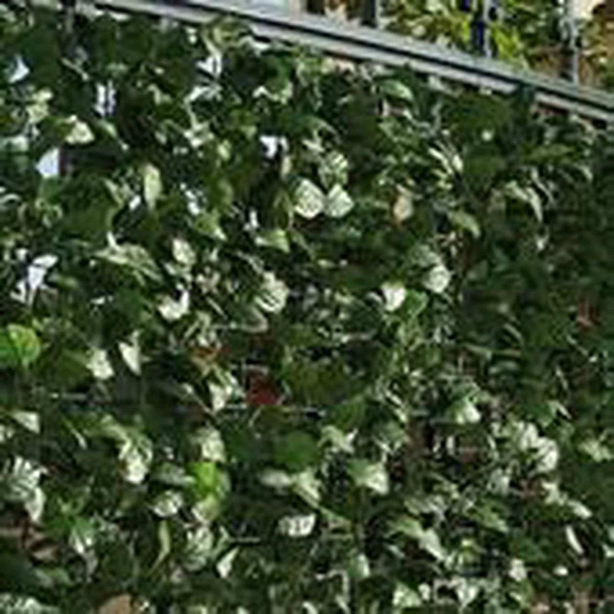 Intergard Tuinscherm Kunsthaag - 1.5 X 3 M - Afbeelding 6