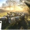 Tuinposter - Tuindoek - Tuinposters Buiten - Schaap - Zon - Weiland - 120x80 Cm - Tuin